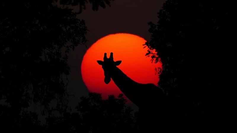 Wildlife Adventures
