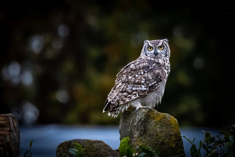 Wildlife